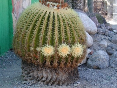 Cactus