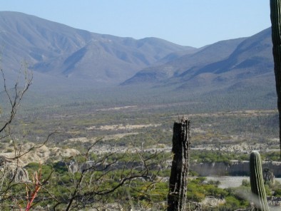 Cactus &agrave; perte de vue